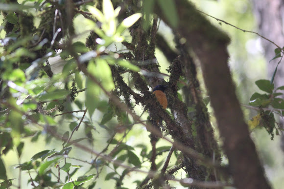 Spotting Image 1