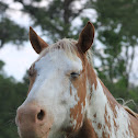 Horse (Appaloosa Mix)