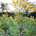 Goldenrod