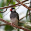 Java Sparrow, Java Finch, Java Rice Sparrow or Java Rice Bird