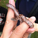 Mole Kingsnake