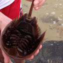Horse shoe crab