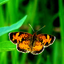 Pearl Crescent 