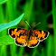 Pearl Crescent 