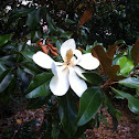 Magnolia