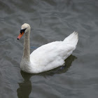 Swan