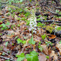 Foam Flower