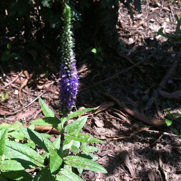 Spotting Image 1