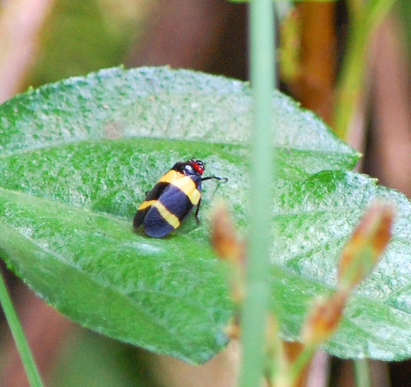 Spotting Image 1