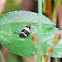 Spittle bug