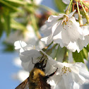 Bumblebee