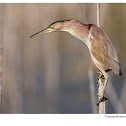 yellow bittern