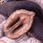 Nut shell
