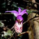 Fairyslipper Orchid