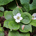 Canadian Bunchberry