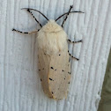 Salt Marsh Moth