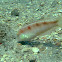 Pearly Razorfish