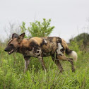 African Wild Dog