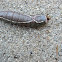 Puss Moth Caterpillar