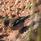 Chaffinch; Pinzón Común