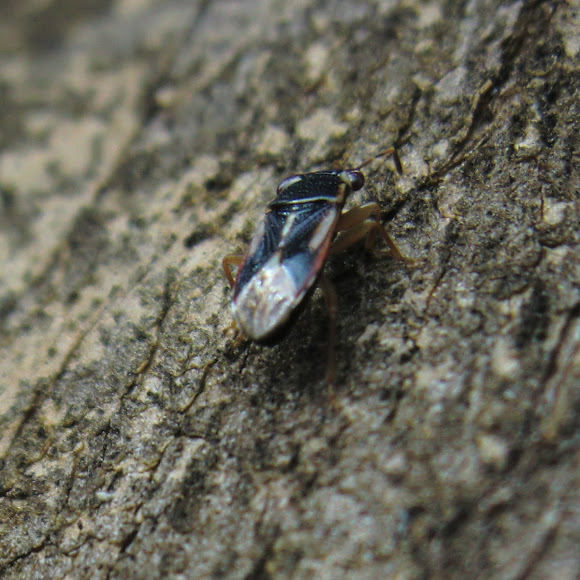Spotting Image 1