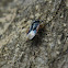 Black Big-eyed Bug