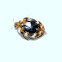 Varied Carpet Beetle