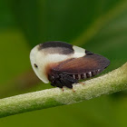 Membracid Treehopper