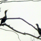Double Crested Cormorants