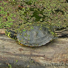 Yellow-bellied Slider