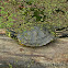Yellow-bellied Slider