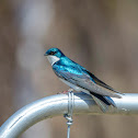 Tree Swallow