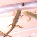 Bosca's newt