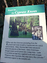 Cypress Knees