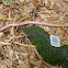 Giant Earth worm