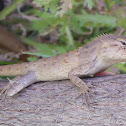 Oriental Garden Lizard