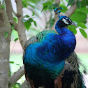 Peafowl