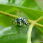 Jumping spider