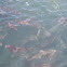Cobia