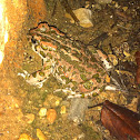 Green Toad