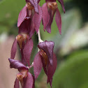Orquídea