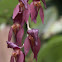 Orquídea