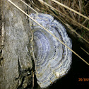 Turkey Tails?