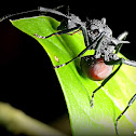 Ant