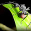 Ant