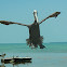 Brown Pelican
