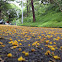 Taiwan Acacia 相思樹