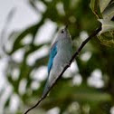 Blue-gray Tanager