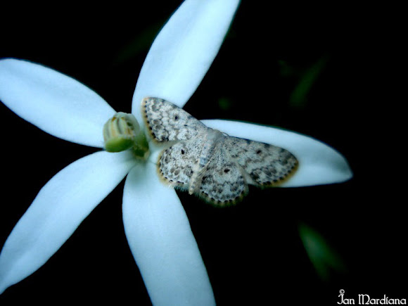 Spotting Image 1