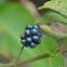 Lantana, frutos